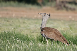 Kori Bustard