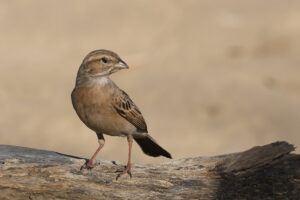 Lark Like Bunting