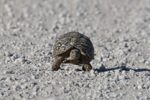 Leopard Tortoise