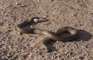 Mole Snake