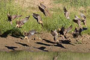 Namaqua Sandgrouse