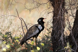 Northern Black Korhaan