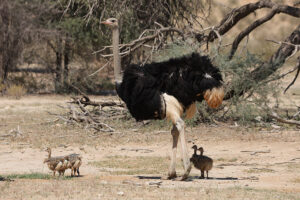 Ostrich