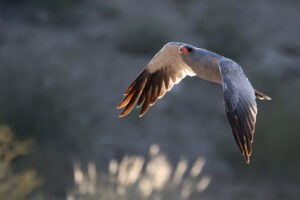 Pale Chanting Goshawk