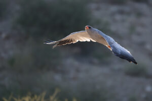 Pale Chanting Goshawk