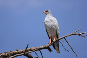 Pale Chanting Goshawk