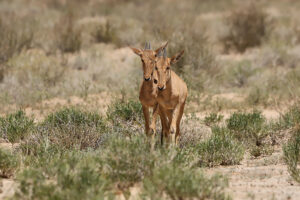 Red Hartebeest