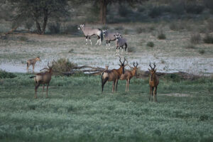 Red Hartebeest