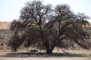 Scenery Camel Thorn Gemsbok