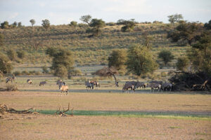 Scenery Dunes Gemsbok