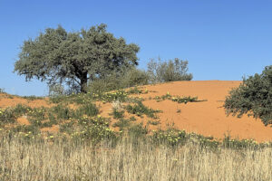 Short Dune Road