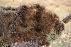 Sociable Weaver Nest