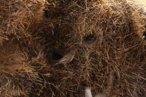 Sociable Weaver Nest