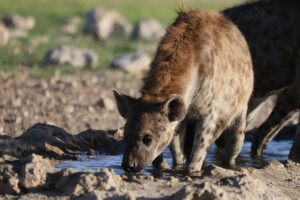 Spotted Hyena