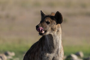 Spotted Hyena