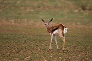 Springbok