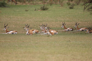 Springbok