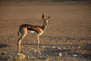 Springbok