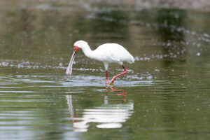 African Spoonbill