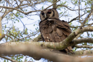 Verreauxs Eagle Owl
