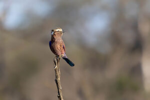 Purple Roller