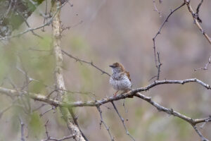 Stierling’s Wren-warbler