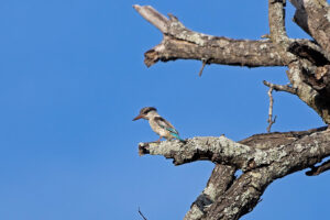 Striped Kingfisher