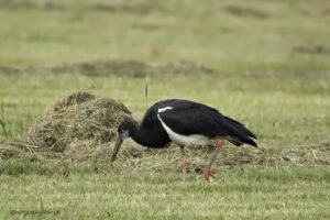 Abdim's Stork