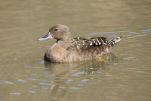 Africa Black Duck