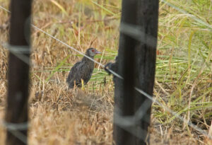 African Crake