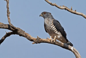 African Cuckoo Hawk