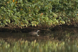 African Finfoot