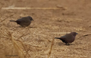 African Firefinch