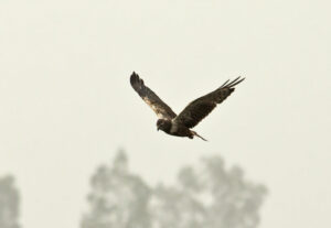 African Marsh Harrier