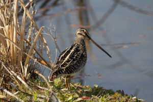 African Snipe