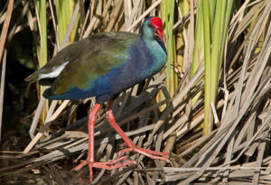 African Swamphen