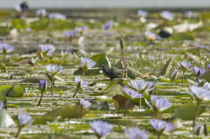 Allen's Gallinule