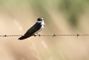 Banded Martin