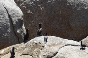 Bank Cormorant