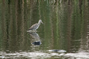 Bar-tailed Godwit
