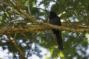 Black Cuckoo