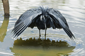 Black Heron 