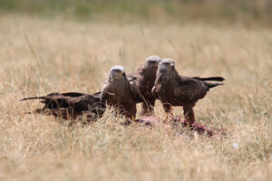 Black Kite