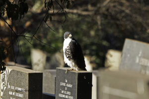 Black Sparrowhawk