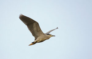 Black-crowned Night Heron