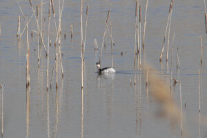 Black necked Grebe
