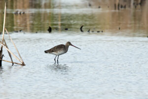 Black tailed Godwit