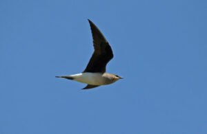 Black winged Pratincole