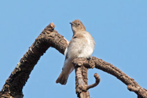 Brown-backed Honeybird