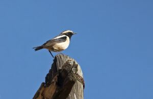 Buff-streaked chat 